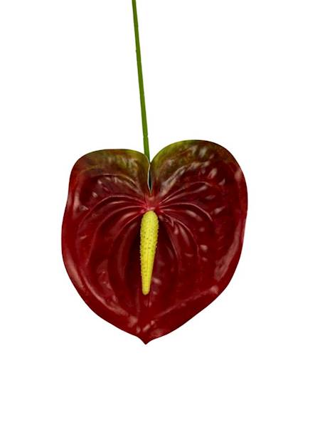 Anturium gałązka 60 cm czerwone z zielonym 