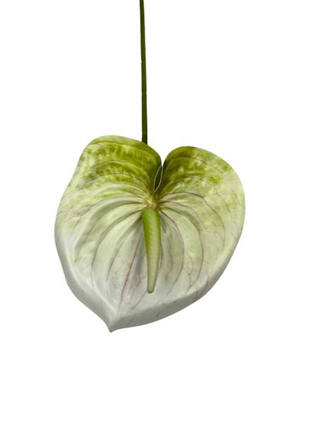 Anturium gałązka 60 cm biało zielone