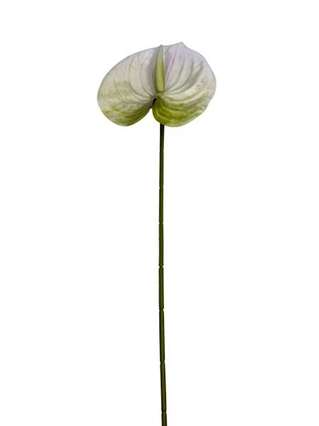 Anturium gałązka 60 cm biało zielone