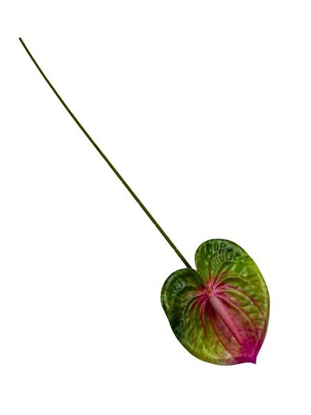 Anturium gałązka 60 cm zielone z różem