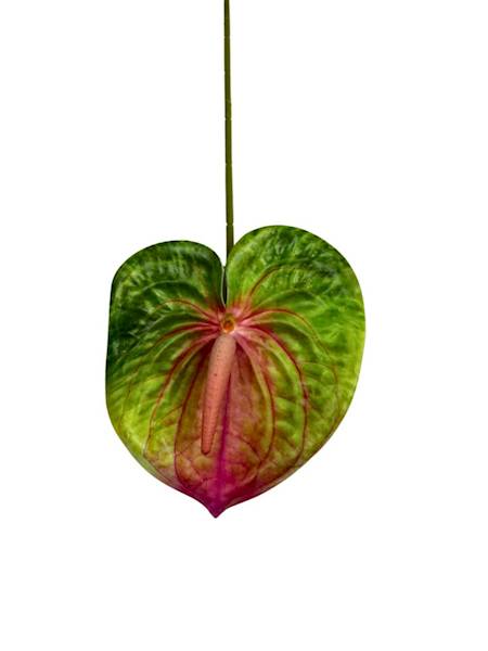 Anturium gałązka 60 cm zielone z różem