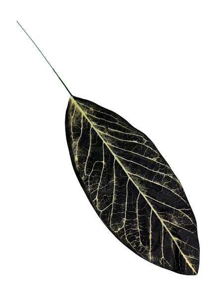 Liść kalatea gałązka 49 cm 