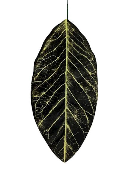 Liść kalatea gałązka 49 cm 