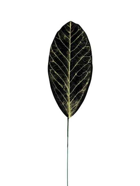 Liść kalatea gałązka 49 cm 