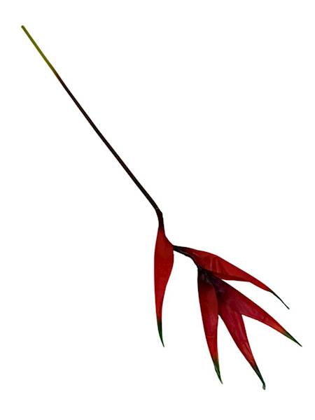 Helikonia gumowana 86 cm czerwona