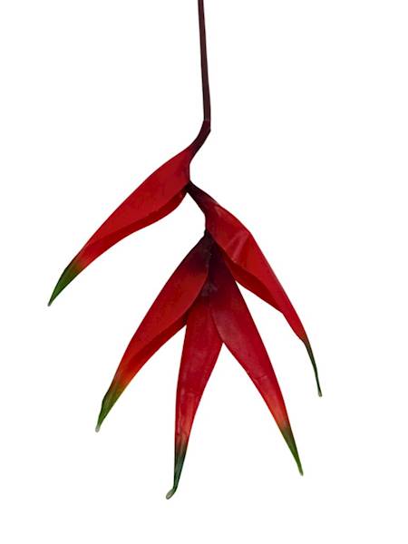 Helikonia gumowana 86 cm czerwona