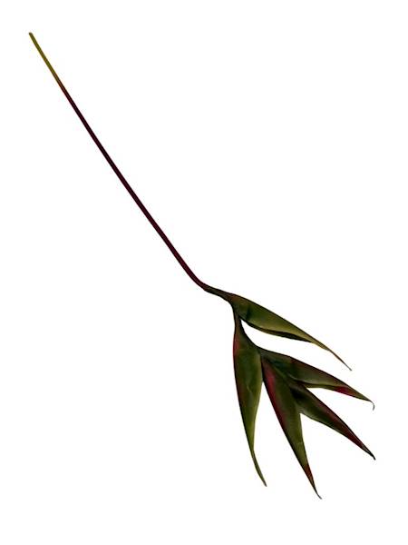 Helikonia gumowana 86 cm zielona