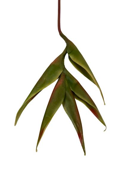 Helikonia gumowana 86 cm zielona