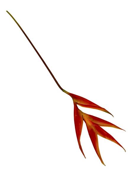 Helikonia gumowana 86 cm pomarańczowa