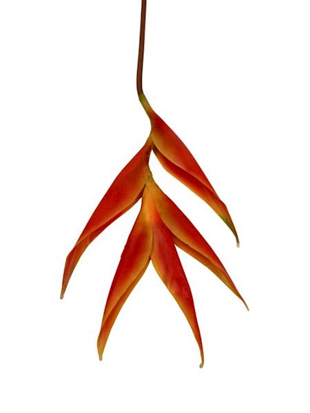Helikonia gumowana 86 cm pomarańczowa