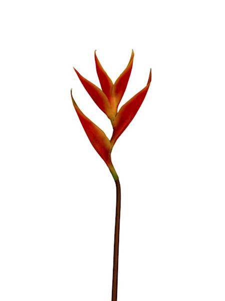 Helikonia gumowana 86 cm pomarańczowa