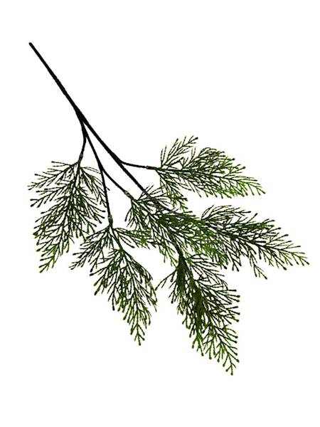 Tuja gałązka 52 cm zielona