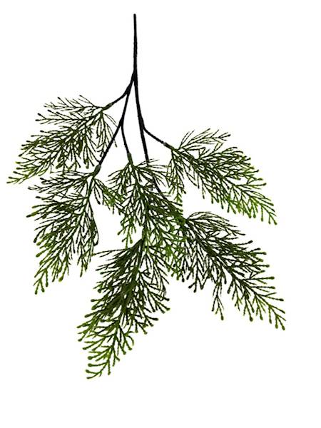 Tuja gałązka 52 cm zielona