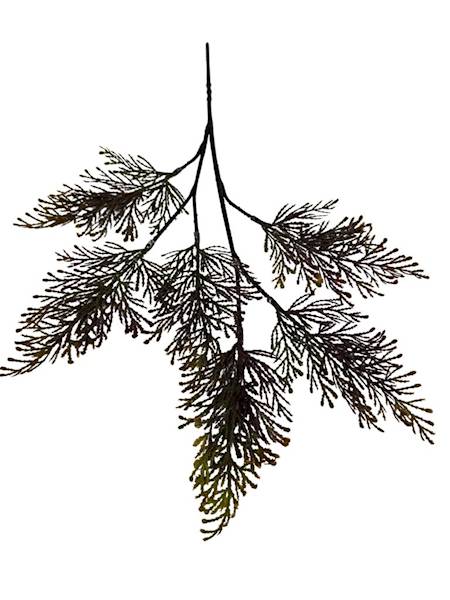 Tuja gałązka 52 cm bordo