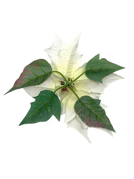 Gwiazda betlejemska główka 20 cm biała