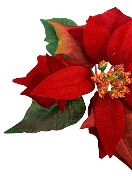 Gwiazda betlejemska welurowa 20 cm ciemno czerwona