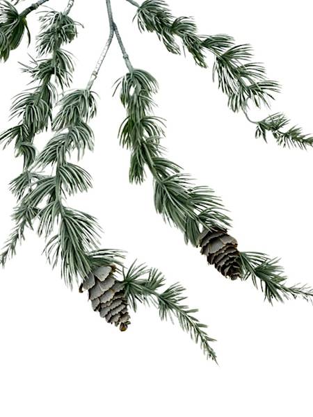 Modrzew gałązka z szyszkami 64 cm bielona