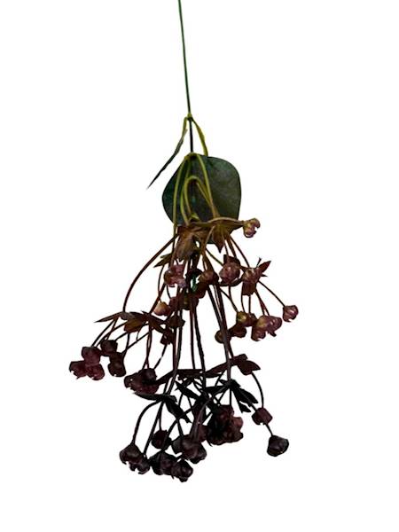 Dodatek gipsówka 49 cm brązowa