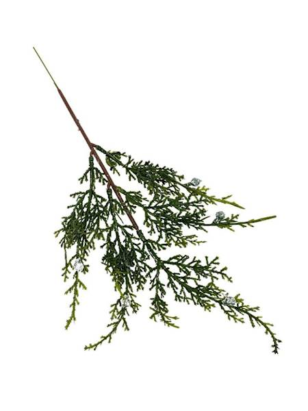 Tuja gałązka 37 cm