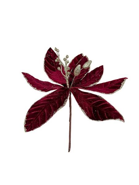 Magnolia welurowa bordo pik