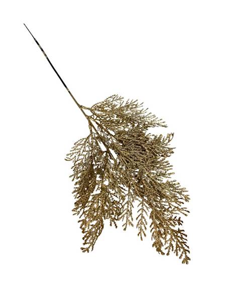 Tuja złota gałązka 50 cm