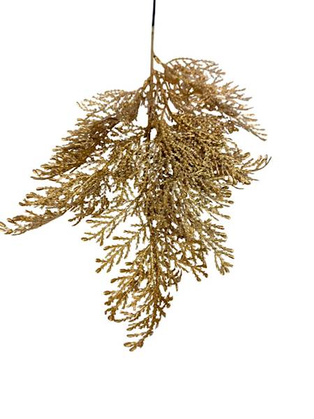 Tuja złota gałązka 50 cm