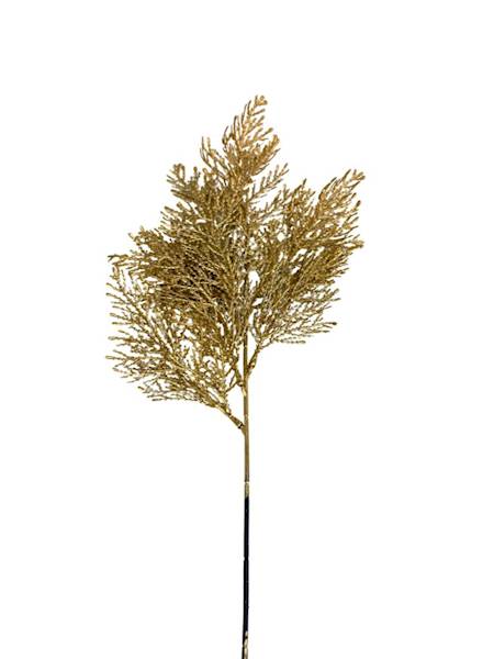 Tuja złota gałązka 50 cm