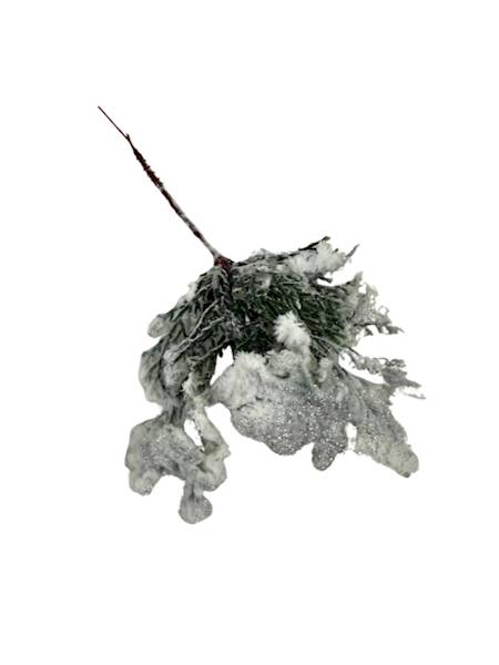 Tuja ośnieżona pik 20 cm