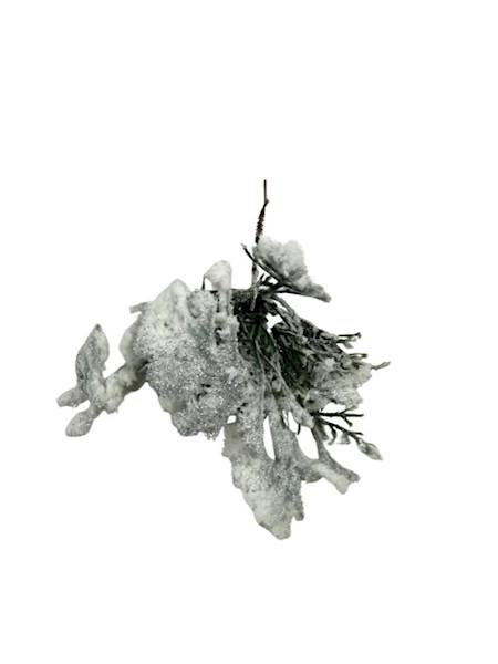 Tuja ośnieżona pik 20 cm