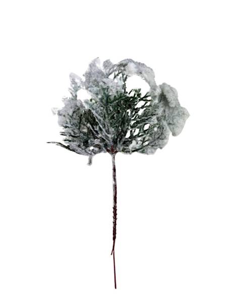 Tuja ośnieżona pik 20 cm