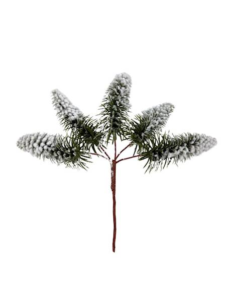 Jodła ośnieżona pik 23 cm