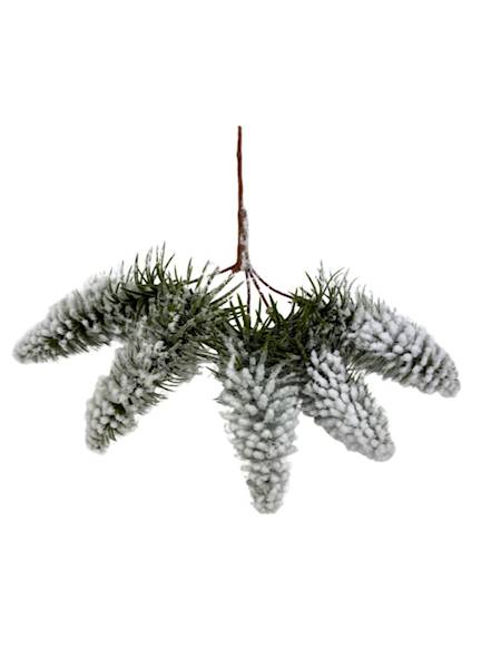 Jodła ośnieżona pik 23 cm