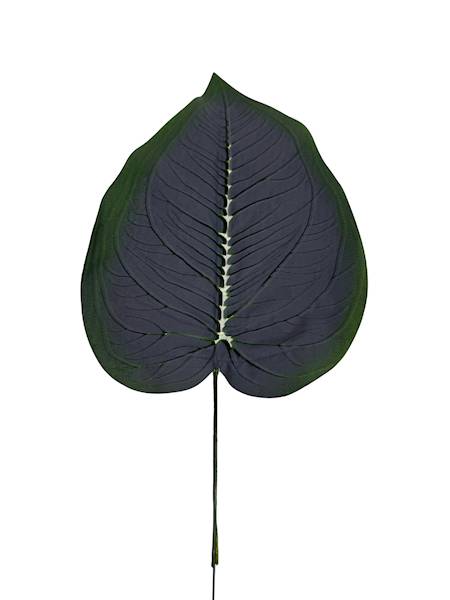 Liść difenbafia 47 cm