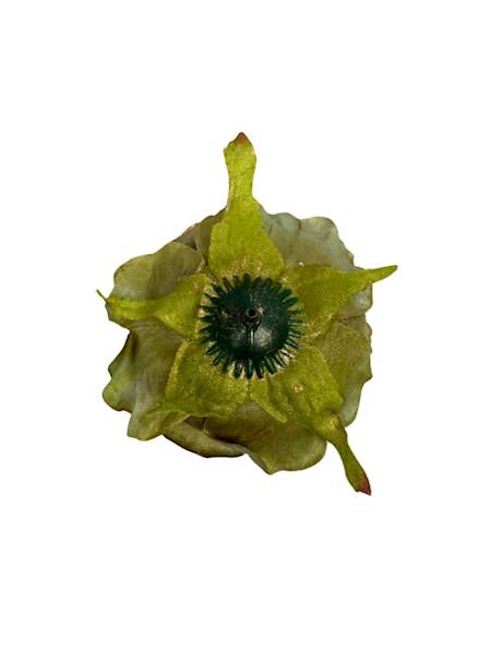 Róża pozłacana główka 9 cm zielona