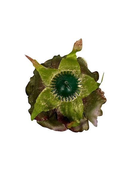 Róża pozłacana główka 9 cm brudny zielony