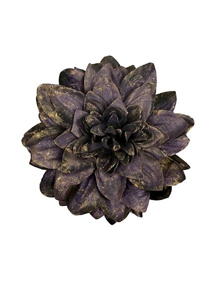 Dalia główka pozłacana 15 cm ciemny fiolet