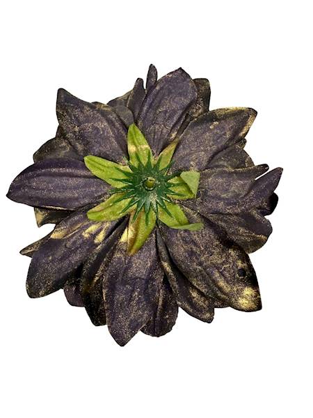 Dalia główka pozłacana 15 cm ciemny fiolet