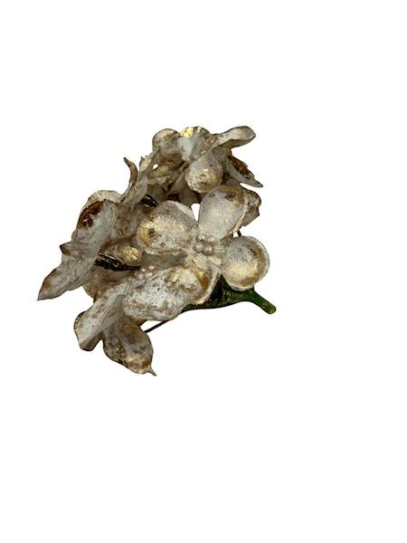 Hortensja pozłacana 8 cm beż