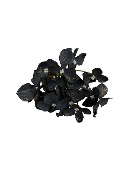 Hortensja pozłacana 8 cm czarna