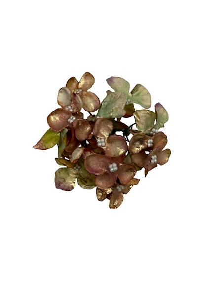 Hortensja pozłacana 8 cm zielona z brązem