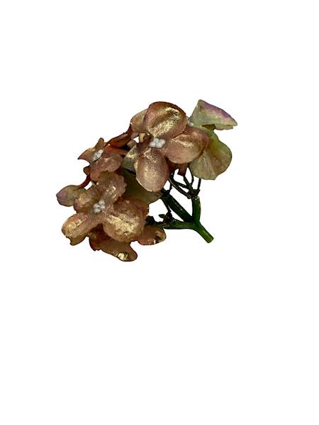 Hortensja pozłacana 8 cm zielona z brązem