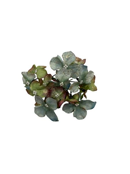 Hortensja pozłacana 8 cm morska z zielonym