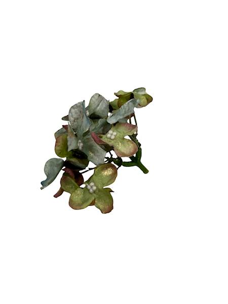 Hortensja pozłacana 8 cm morska z zielonym