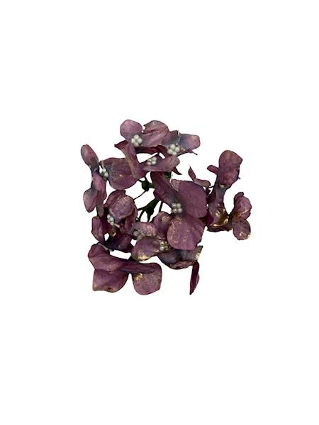 Hortensja pozłacana 8 cm fiolet