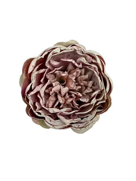 Piwonia główka 9 cm jasny róż