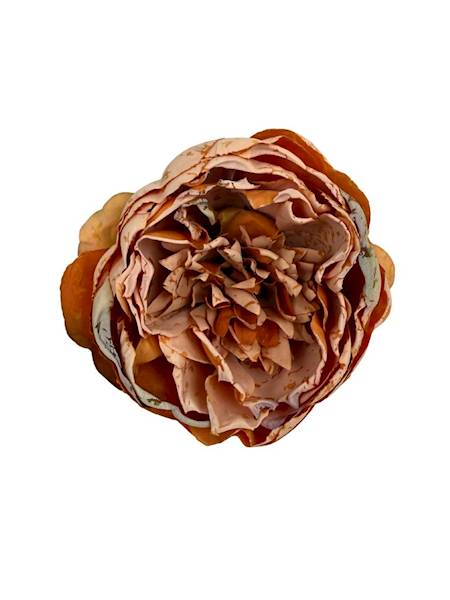 Piwonia główka 9 cm pomarańcz