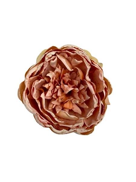 Piwonia główka 9 cm brzoskwinia