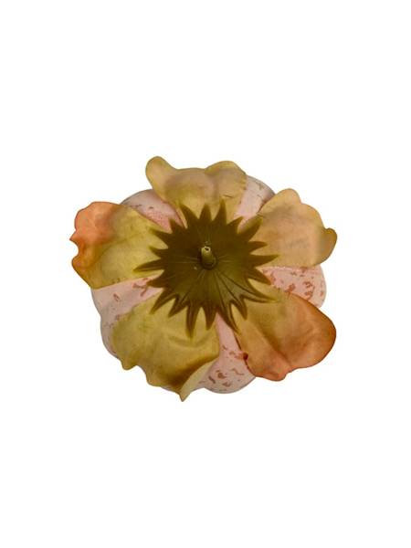 Piwonia główka 9 cm brzoskwinia