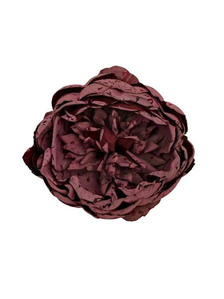 Piwonia główka 9 cm bordo