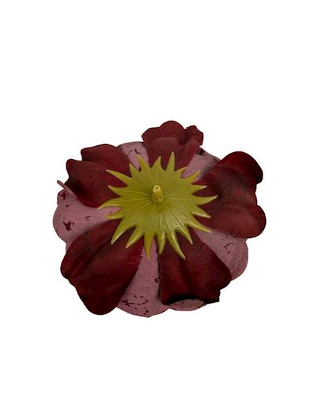 Piwonia główka 9 cm bordo